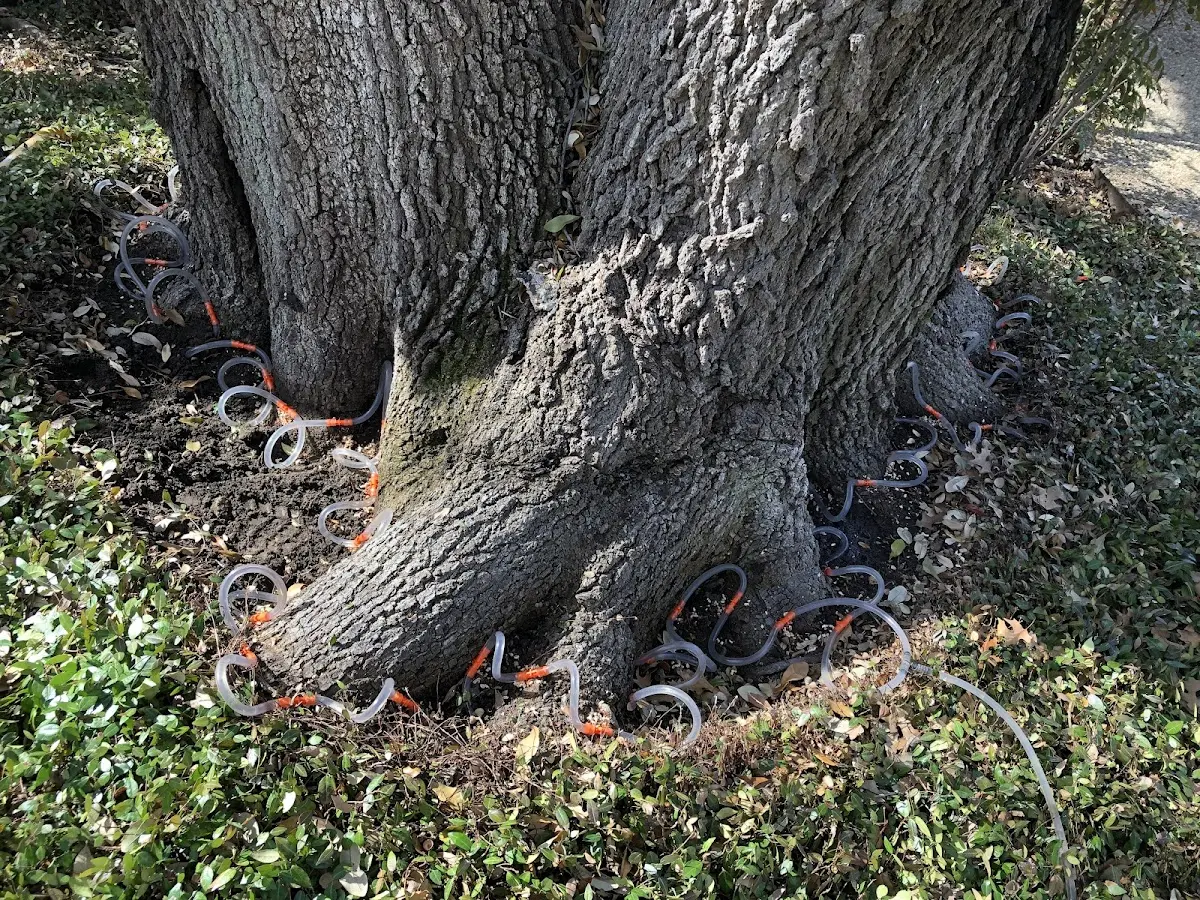 Detailed Tree Cabling and Bracing job site in Surrency