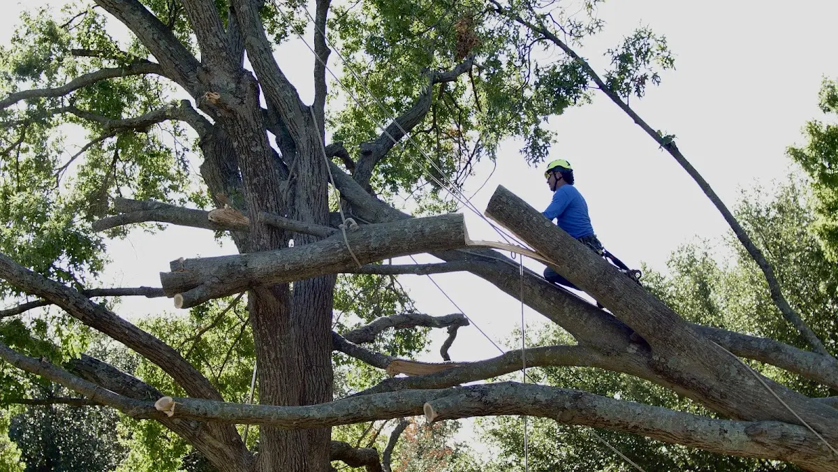 Professional Crown Thinning performed by certified arborists in Surrency